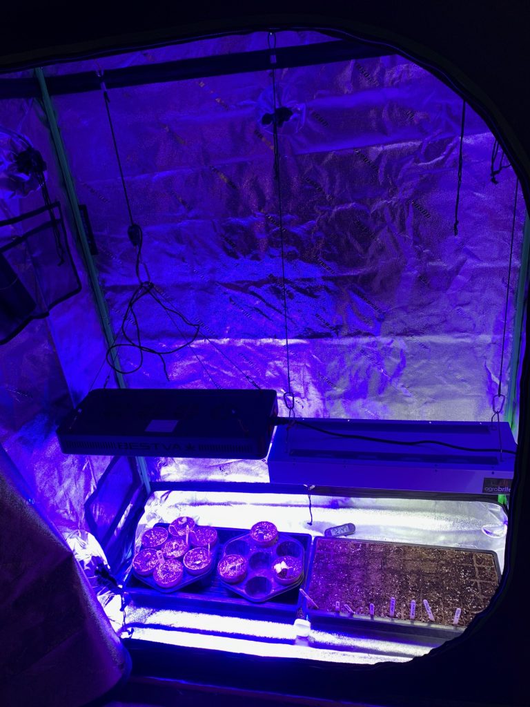Picture of a grow tent