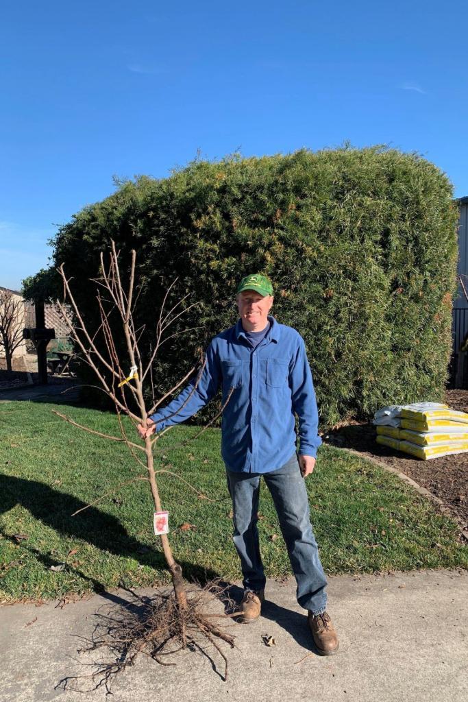 Plant a bare root fruit tree