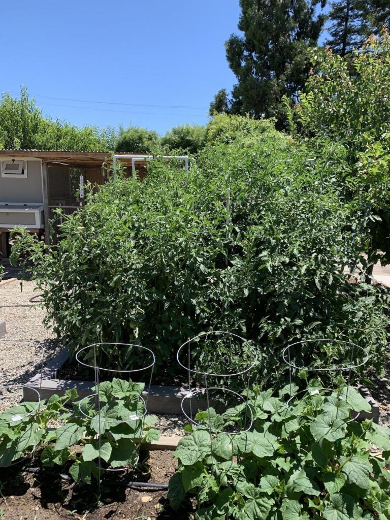 Growing food in your backyard