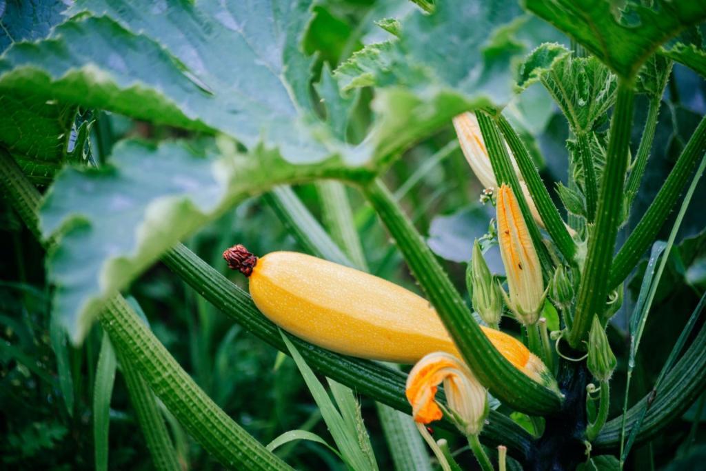 Growing food in your backyard