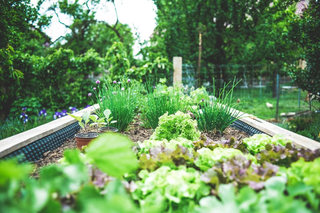 What is urban gardening?
