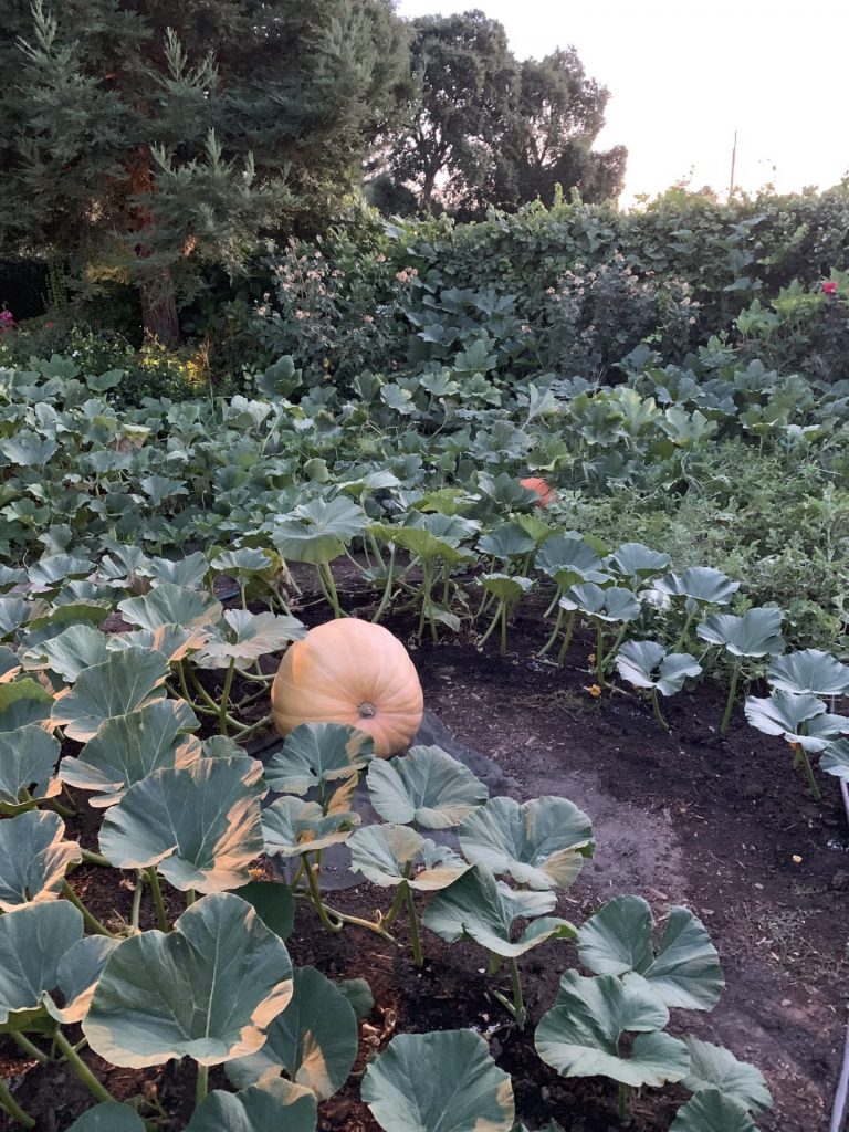 Pumpkin Plant